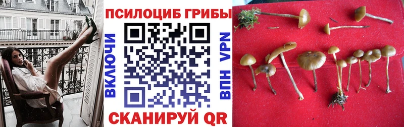 Галлюциногенные грибы Psilocybe магазин продажи наркотиков Мариинский Посад